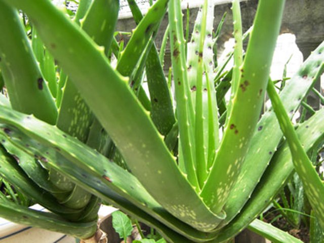 Cách điều trị gan nhiễm mỡ bằng thuốc nam an toàn hiệu quả