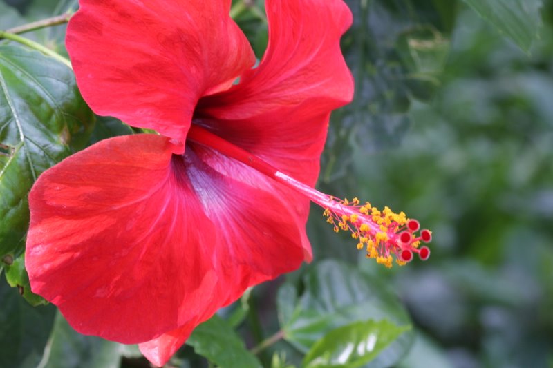 Cách điều trị sỏi thận bằng thuốc nam an toàn hiệu quả