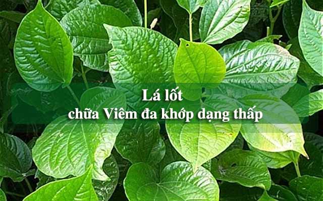 Cách điều trị viêm đa khớp bằng thuốc nam