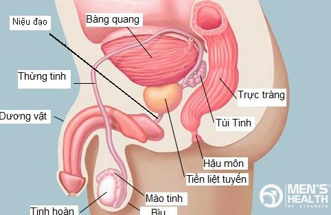 Cách điều trị viêm tuyến tiền liệt như thế nào