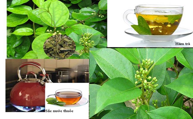 Cách dùng dây thìa canh chữa tiểu đường hiệu quả