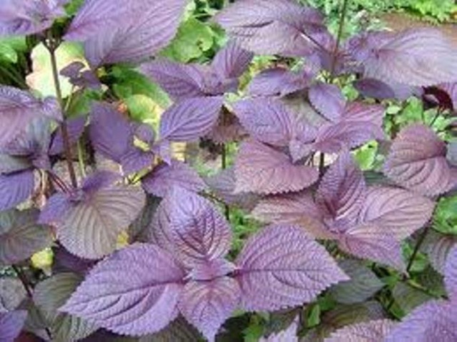 Cách làm trắng da toàn thân nhanh trong 1 tuần hiệu quả