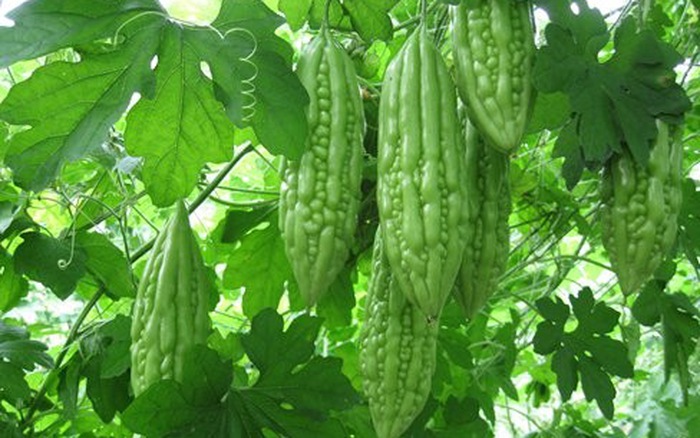 Cách trị nám tàn nhang an toàn hiệu quả