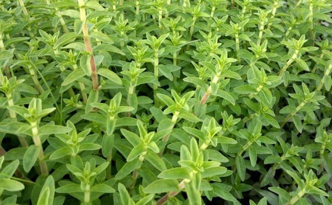 Cách trị sỏi thận bằng rau om an toàn hiệu quả