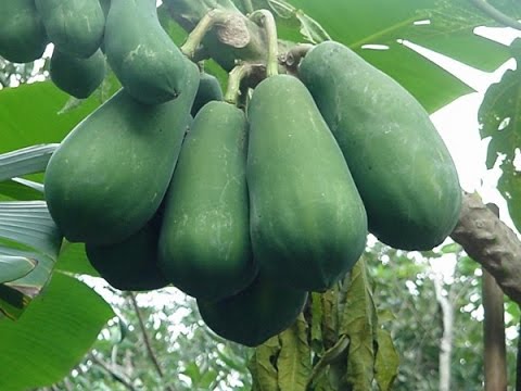 Cách trị sỏi thận nhanh nhất hiệu quả nhất