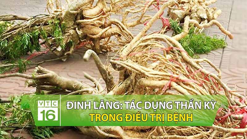 Cây đinh lăng chữa rối loạn tiền đình như thế nào