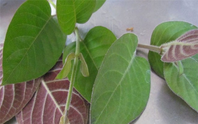 Cây gì chữa bệnh thoái hóa khớp