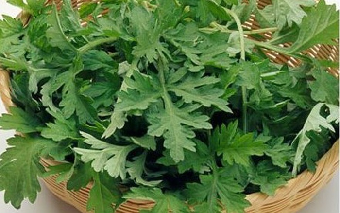 Cây gì chữa bệnh thoái hóa khớp