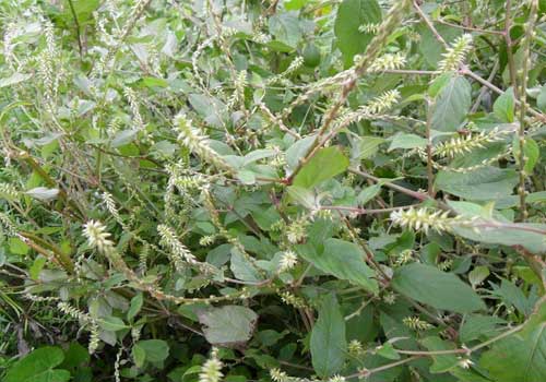 Cây gì chữa bệnh thoái hóa khớp