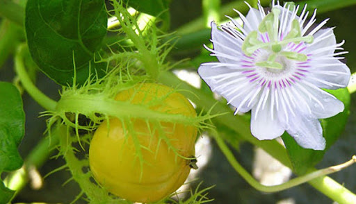 Cây lạc tiền có tác dụng gì với sức khỏe con người