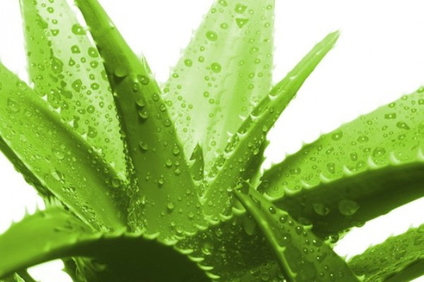 Cây thuốc chữa ung thư cổ tử cung an toàn hiệu quả