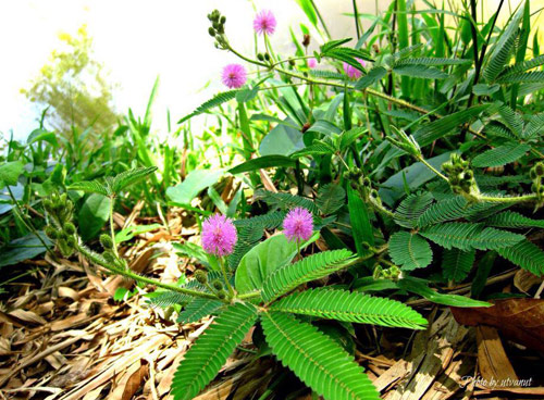 Cây thuốc nam chữa bệnh đau nhức xương khớp tìm ở đâu