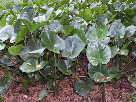 Cây thuốc nam chữa bệnh đau nhức xương khớp tìm ở đâu