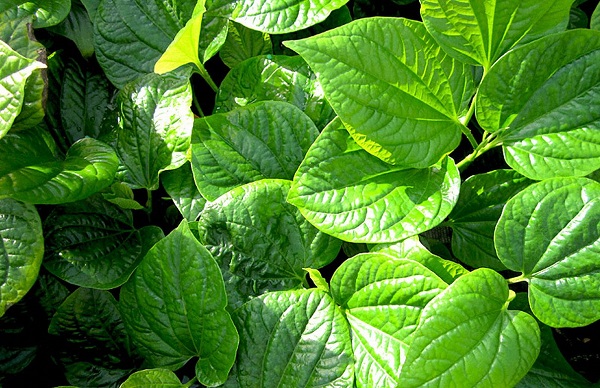 Cây thuốc nam tăng cường sinh lý nam giới hiệu quả