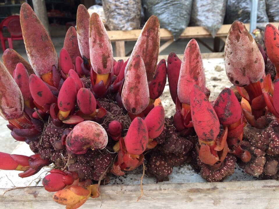 Cây thuốc nam tăng cường sinh lý nam giới hiệu quả