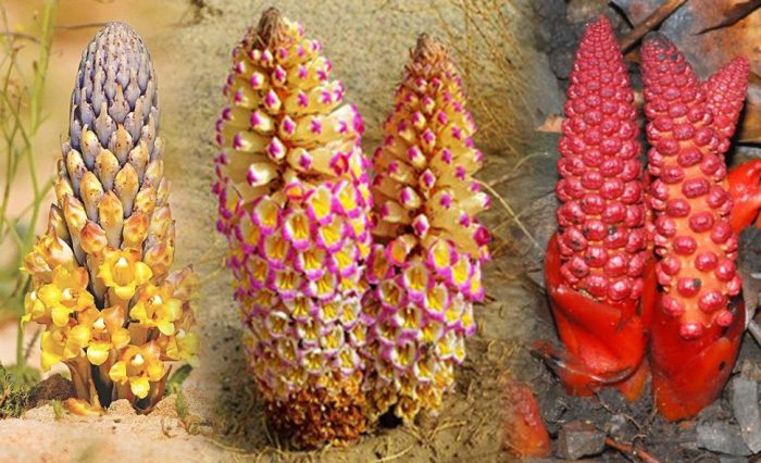 Cây thuốc nam tăng cường sinh lý nữ hiệu quả