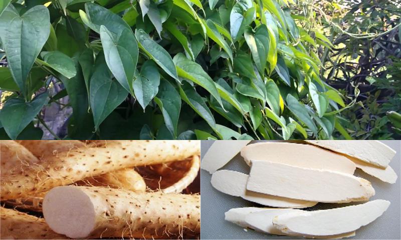 Cây thuốc nam tăng cường sinh lý nữ hiệu quả