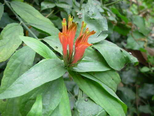 Cây thuốc trị xương khớp là loại cây nào