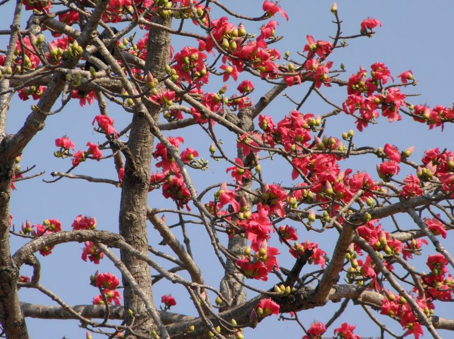 Cây thuốc trị xương khớp là loại cây nào