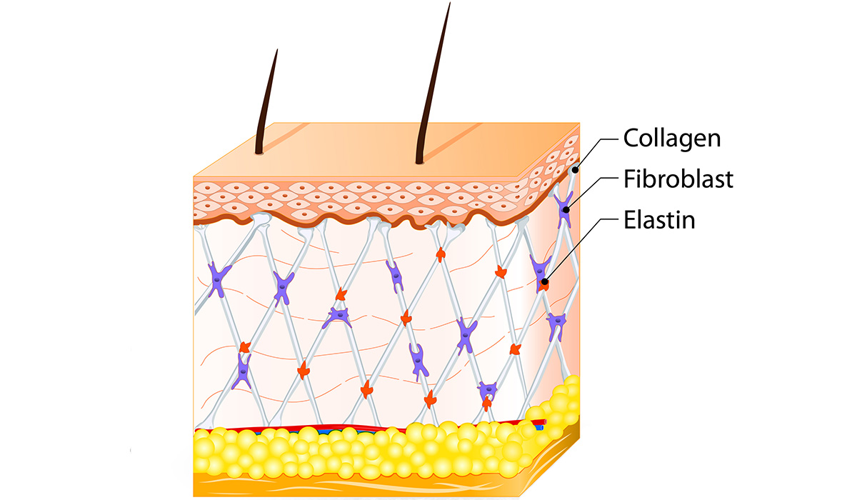 Collagen của mỹ loại nào tốt an toàn nhất