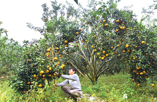 Công dụng của cam với sức khỏe con người như thế nào