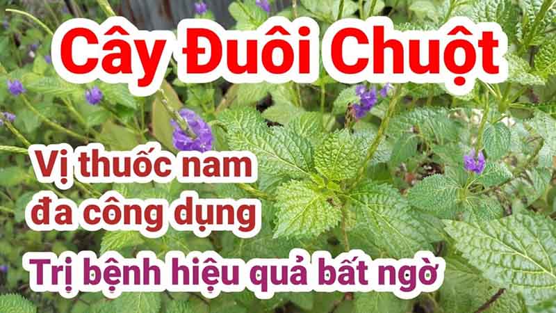 Công dụng của cây cỏ xước như thế nào