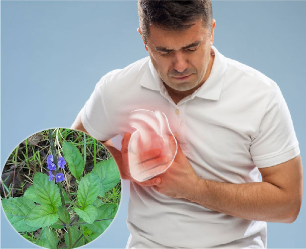 Công dụng của cây cỏ xước như thế nào