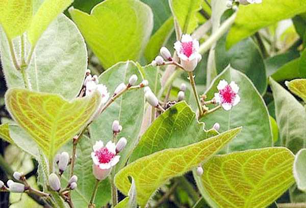 Công dụng của cây mơ lông với sức khỏe con người như thế nào