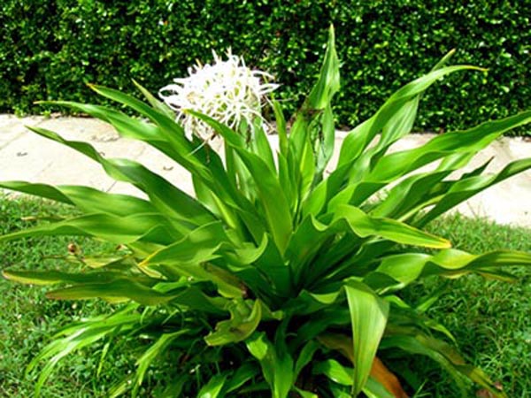 Công dụng của cây náng hoa trắng và cách dùng hiệu quả