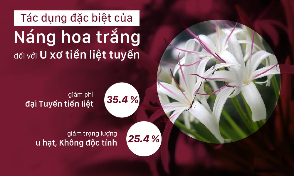 Công dụng của cây náng hoa trắng và cách dùng hiệu quả