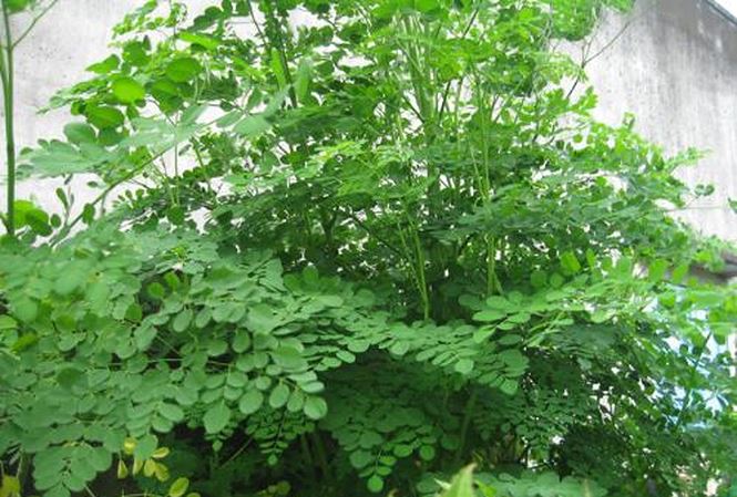 Công dụng của chùm ngây với sức khỏe con người như thế nào