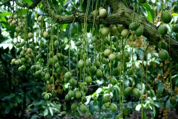 Công dụng của dâu da xanh với sức khỏe con người như thế nào