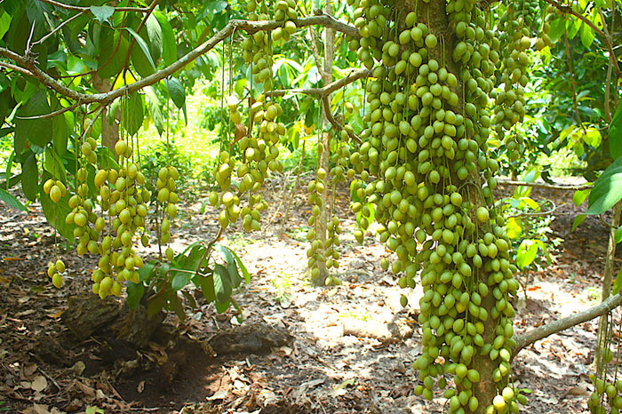 Công dụng của dâu da xanh với sức khỏe con người như thế nào