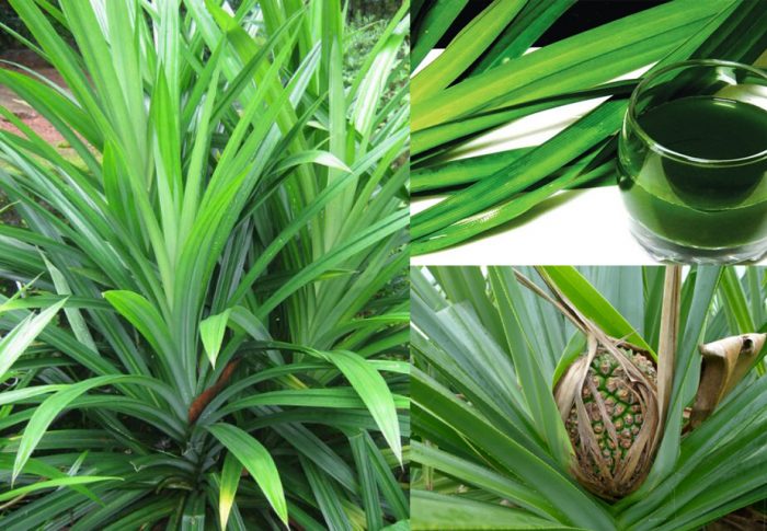 Công dụng của lá dứa với sức khỏe như thế nào