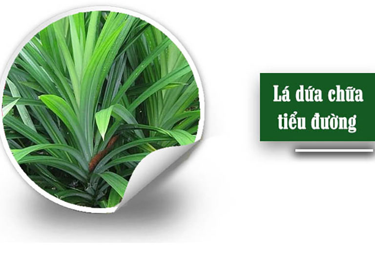 Công dụng của lá dứa với sức khỏe như thế nào