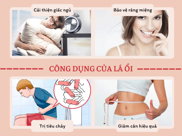 Công dụng của lá ổi với sức khỏe con người