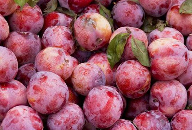 Công dụng của quả mận với sức khỏe con người như thế nào