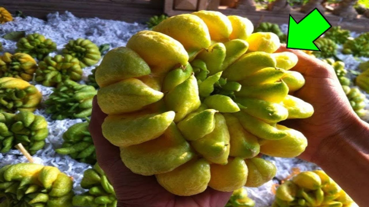 Công dụng của quả phật thủ với sức khỏe con người như thế nào