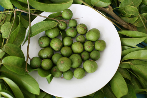 Công dụng của quả sấu với sức khỏe con người như thế nào