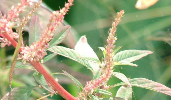 công dụng của rau dền gai với sức khỏe con người như thế nào