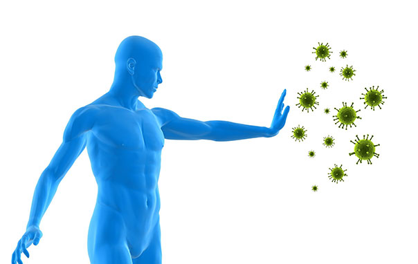 Công dụng của rau húng chó với sức khỏe con người như thế nào