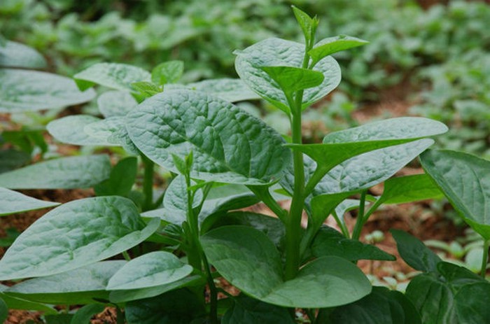 Công dụng của rau mồng tơi với sức khỏe con người như thế nào