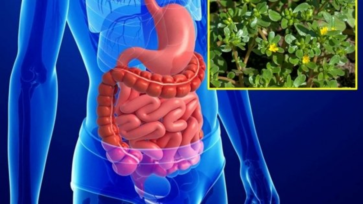 Công dụng của rau sam như thế nào