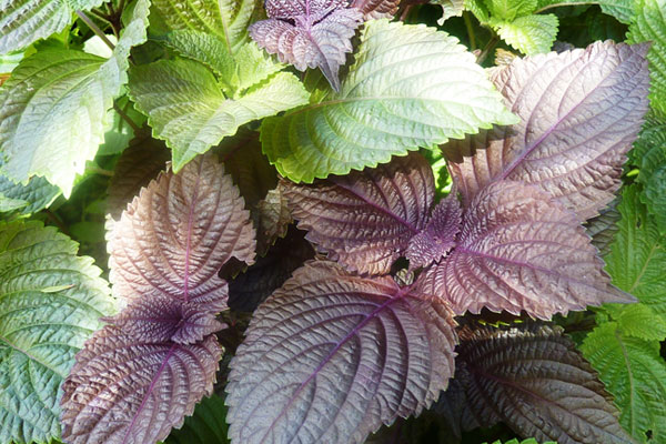 Công dụng của rau tía tô với sức khỏe con người như thế nào