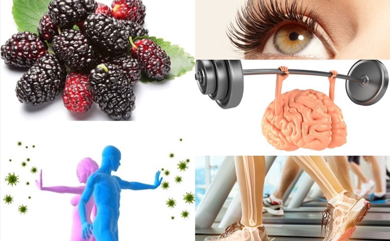 Công dụng lá dâu tằm với sức khỏe con người