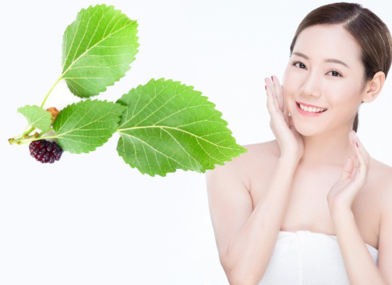 Công dụng lá dâu tằm với sức khỏe con người?