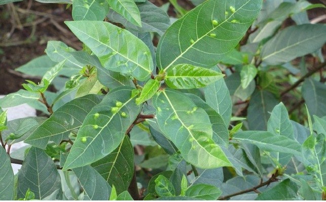 Danh sách lá cây chữa bệnh tiểu đường hiệu quả