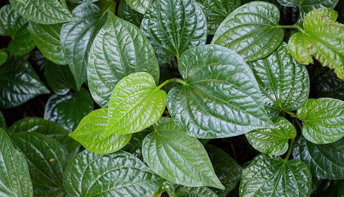 Danh sách lá cây chữa bệnh tiểu đường hiệu quả