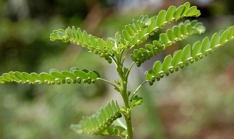 diệp hạ châu Chanca Piedra