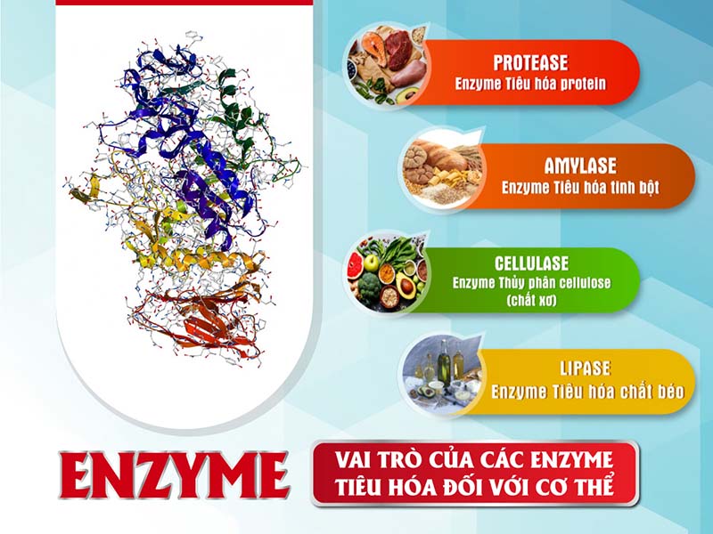 Enzyme rau củ có tác dụng gì với sức khỏe con người